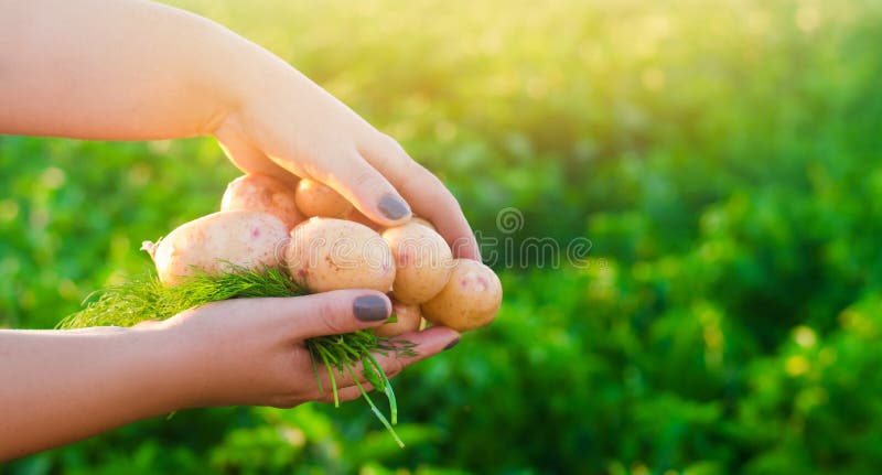 Landwirt hält in seinen Händen junge gelbe Kartoffeln Ernten der Kartoffel Saisonarbeit auf dem Gebiet Frisches vegetables landwi stockbilder Landwirt hält in seinen Händen junge gelbe Kartoffeln Ernten der Kartoffel Saisonarbeit auf dem Gebiet Frisches vegetables landwi stockbilder