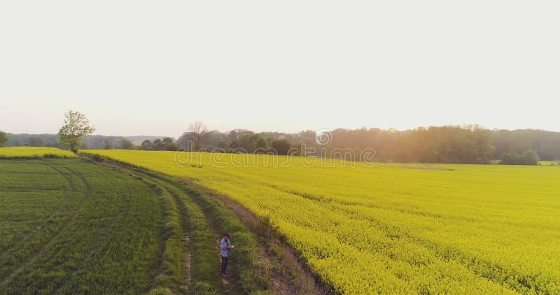 Landwirt Using Digital Tablet auf Feld während des Sonnenuntergangs