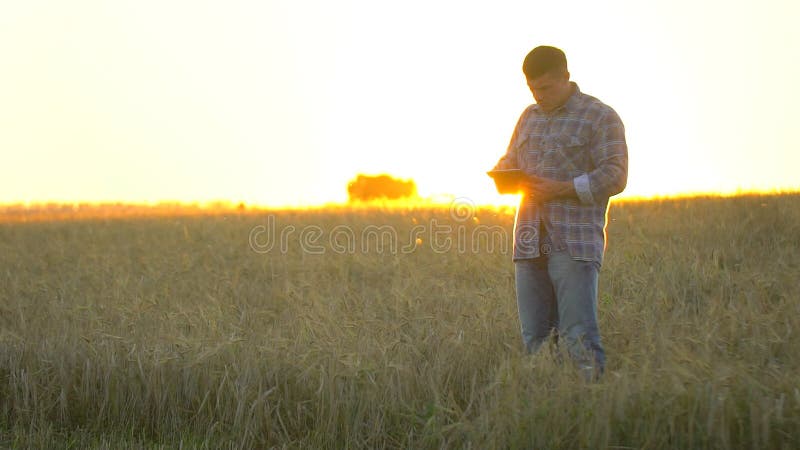 Landwirtmann mit Tablette auf dem Weizengebiet bei Sonnenuntergang Moderne Landwirtschaft, neue Technologie in der Landwirtschaft