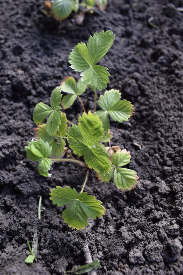 Landwirtschaft, Gartenarbeitkonzept Erdbeeren im Garten lizenzfreies stockbild Landwirtschaft, Gartenarbeitkonzept Erdbeeren im Garten lizenzfreies stockbild