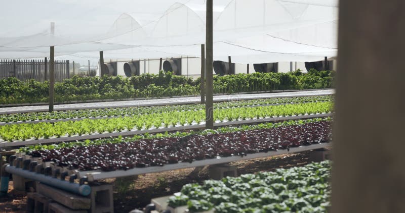 Landwirtschaft Gemüse und Gewächshaus für pflanzliche Erzeugung Nahrungsmittel und moderne Innovation in der Landwirtschaft für Na