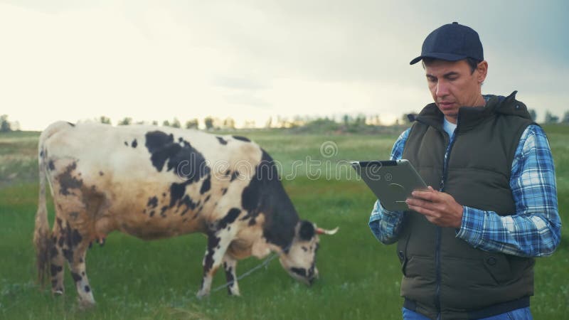 Landwirtschaft. intelligente Landtechnik. Landwirt Milchmann mit einer digitalen Tablette untersucht die Menge der Milch von einem