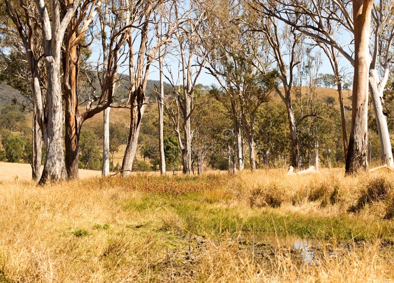 Landwirtschaftliche Australien-Landschaftwasserloch-Gummibäume