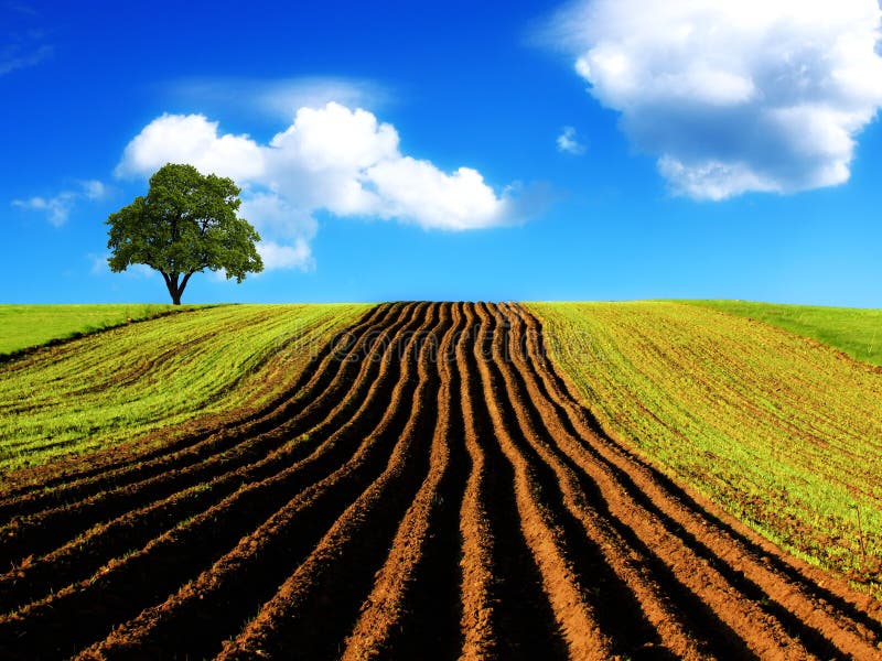 Landwirtschaftliche Landschaft stockbild Landwirtschaftliche Landschaft stockbild
