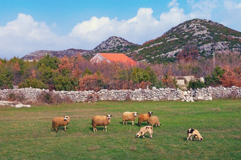 Landwirtschaftliche Landschaft mit dem Weiden lassen der Schafe Schattierte Entlastungskarte mit HauptStadtgebieten