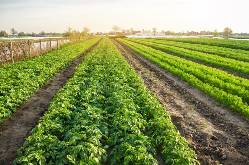 Landwirtschaftliche Landschaft mit Gemüseplantagen Wachsendes organisches Gem?se auf dem Gebiet Bauernhoflandwirtschaft Kartoffel lizenzfreie stockfotografie Landwirtschaftliche Landschaft mit Gemüseplantagen Wachsendes organisches Gem?se auf dem Gebiet Bauernhoflandwirtschaft Kartoffel lizenzfreie stockfotografie