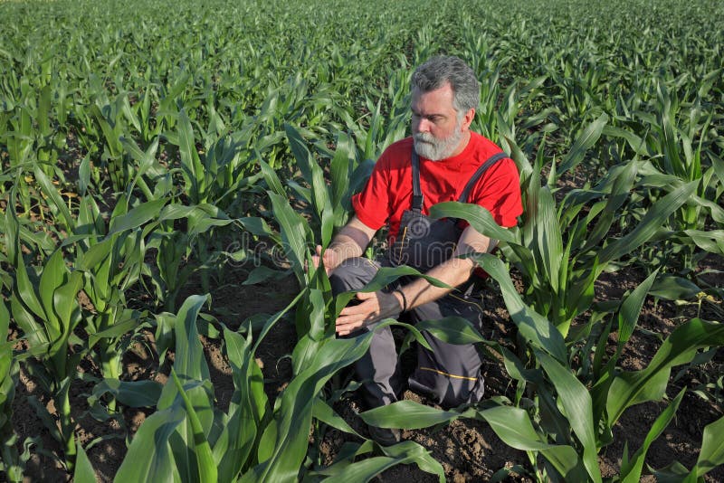 Landwirtschaftliche Szene, Landwirt auf dem Maisgebiet stockbild Landwirtschaftliche Szene, Landwirt auf dem Maisgebiet stockbild