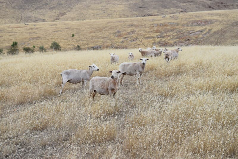 Landwirtschaftliche Tätigkeit in Australien lizenzfreies stockbild Landwirtschaftliche Tätigkeit in Australien lizenzfreies stockbild