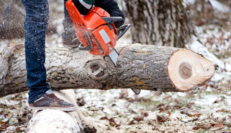 Agricultural activities - Man cutting trees with chainsaw and tools in the garden during winter. Agricultural activities - Man cutting trees with chainsaw and tools in the garden during winter