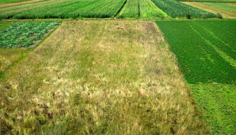 Green agricultural field at springtime. Green agricultural field at springtime