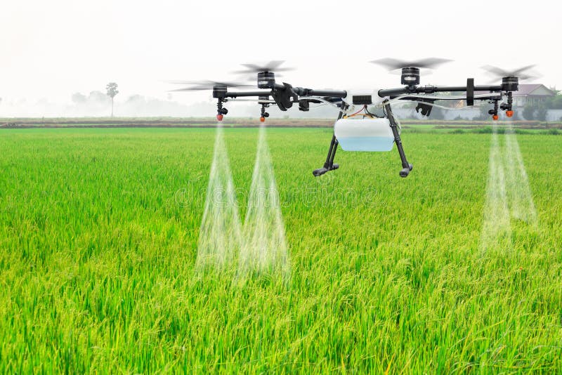 Landwirtschaftsbrummenfliege zu gesprühtem Düngemittel auf den Reisfeldern