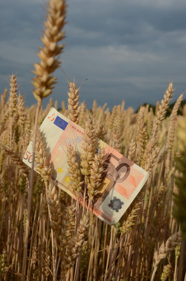 Landwirtschaftsgeschäftskonzept - Eurobanknote auf reifen Sommerendenweizenähren lizenzfreies stockbild Landwirtschaftsgeschäftskonzept - Eurobanknote auf reifen Sommerendenweizenähren lizenzfreies stockbild