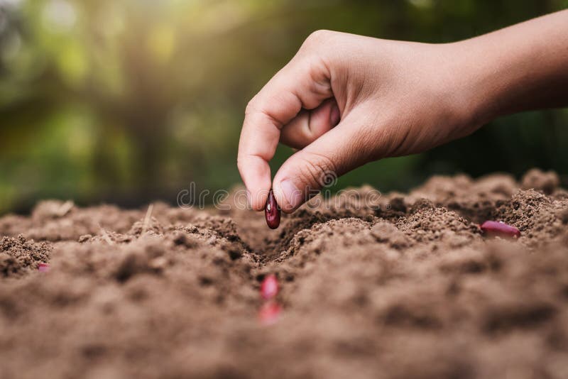 Landwirtschaftshand, die rote Bohnen der Samen pflanzt lizenzfreies stockfoto Landwirtschaftshand, die rote Bohnen der Samen pflanzt lizenzfreies stockfoto