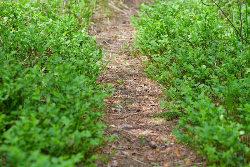Lane across bilberry bush. stock image. Image of lane 41085719