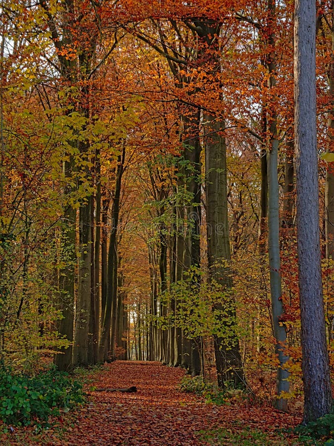 Lane of Autumn Trees in a Forest in the Flemish Countryside Stock Photo ...