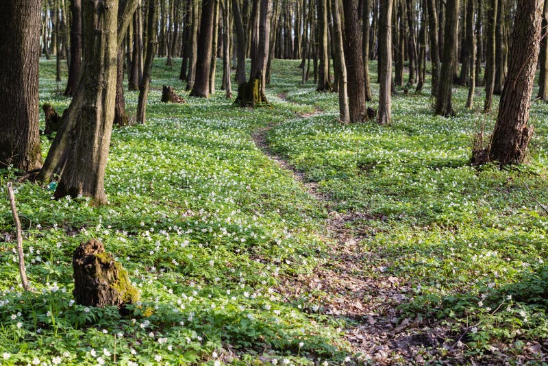 lane path in green spring forest full