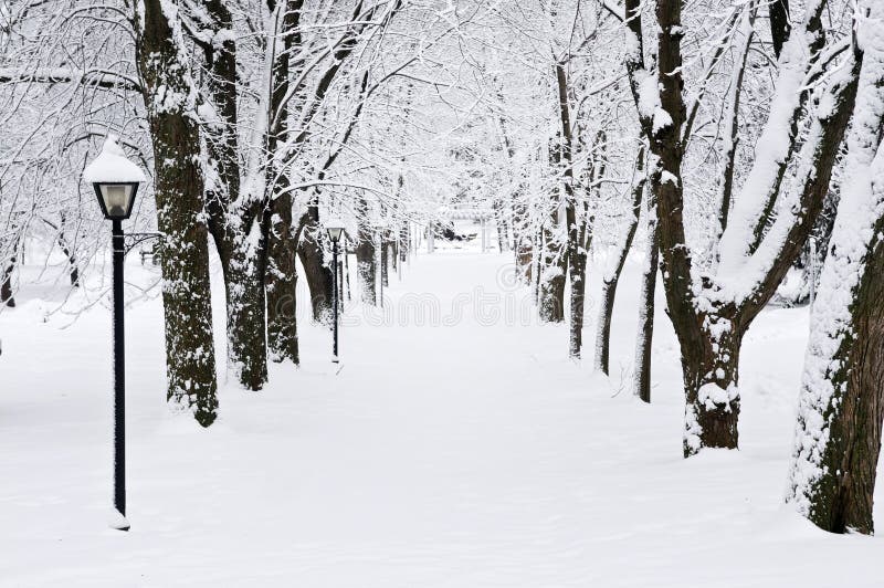 Lane in winter park