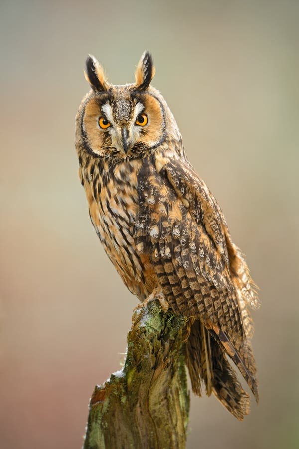 Lang-eared Uil - Asio-otus stock afbeelding. Image of vogels - 100054059