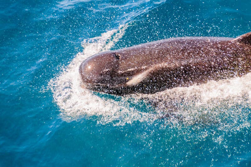 Lang-gerippter Pilot Whales im Süd-Atlantik lizenzfreie stockfotos Lang-gerippter Pilot Whales im Süd-Atlantik lizenzfreie stockfotos