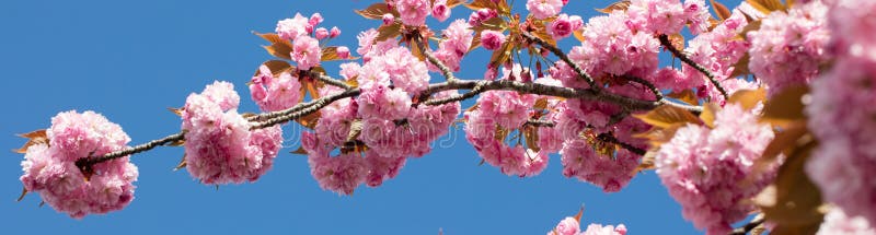 Lange Fahne mit rosa japanischer Kirschniederlassung über blauem Himmel lizenzfreies stockbild Lange Fahne mit rosa japanischer Kirschniederlassung über blauem Himmel lizenzfreies stockbild
