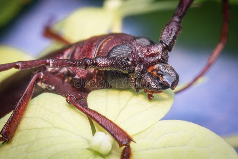 Lange Gehoornde Kever royalty-vrije stock foto's