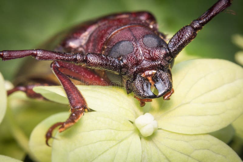 Lange Gehoornde Kever stock foto's