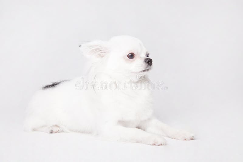Lange Haarchihuahua auf einem weißen Hintergrund stockfotografie