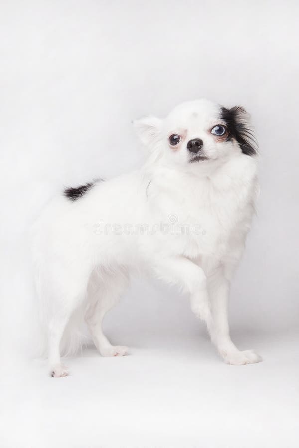 Lange Haarchihuahua auf einem weißen Hintergrund lizenzfreie stockfotografie