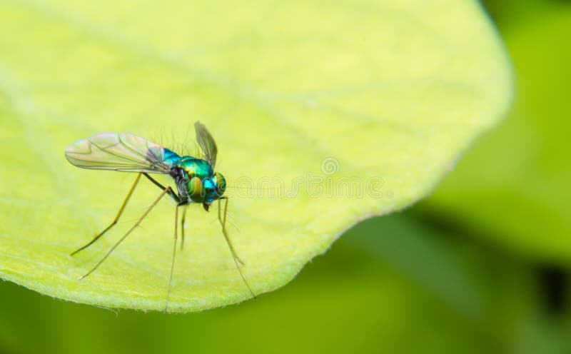 Lange mit Beinen versehene Chrome-Blau-, Grüne und Orangefliege stockfoto
