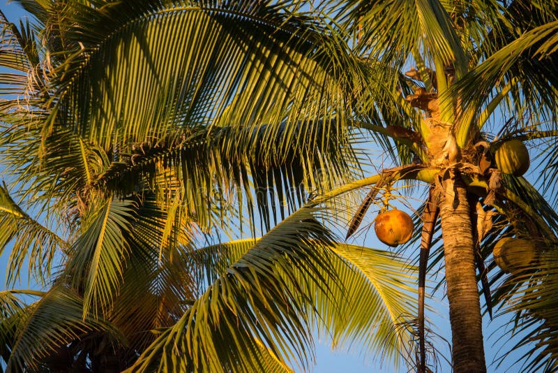 Lange palmen met kokosnoten in zonsondergang warm licht tegen blauwe hemel Tropische aard stock afbeeldingen Lange palmen met kokosnoten in zonsondergang warm licht tegen blauwe hemel Tropische aard stock afbeeldingen