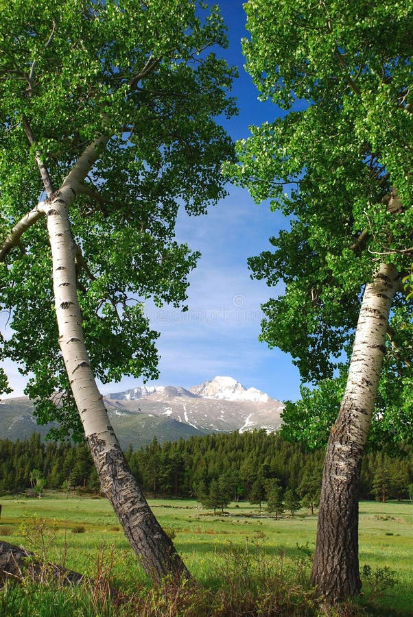14,000 foot high Long's Peak is seen through twin aspen trees, captured in Rocky Mountain National Park in Colorado. 14,000 foot high Long's Peak is seen through twin aspen trees, captured in Rocky Mountain National Park in Colorado
