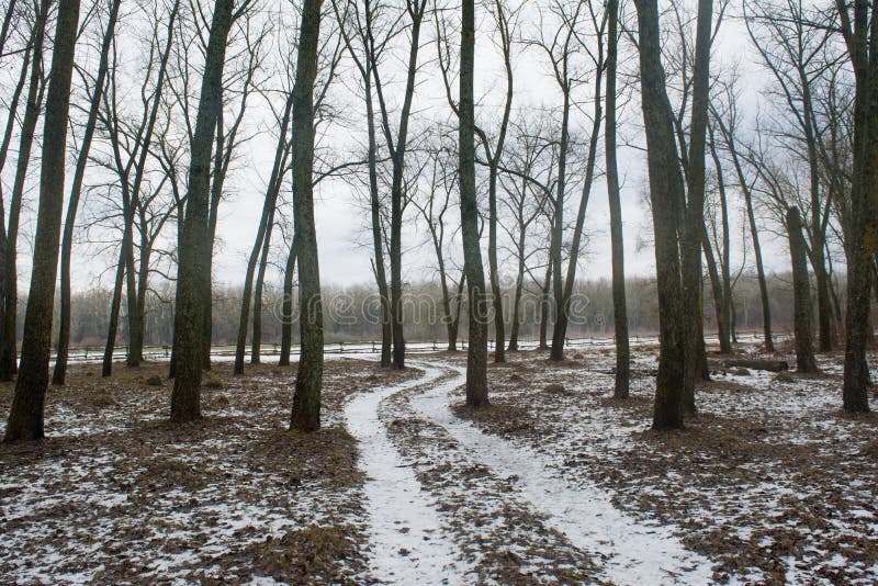 Lange weg tussen bomen in het de winter donkere bos in februari