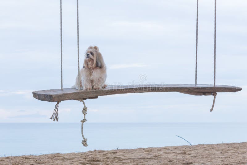 Langer Haar Hund Stock-Fotos - Laden Sie 188 Royalty-Free Fotos herunter