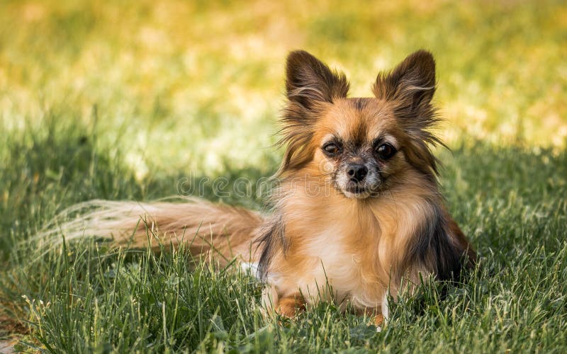 Langhaariger Hund Der Chihuahua Zwei Auf Weißem Hintergrund Stockfoto