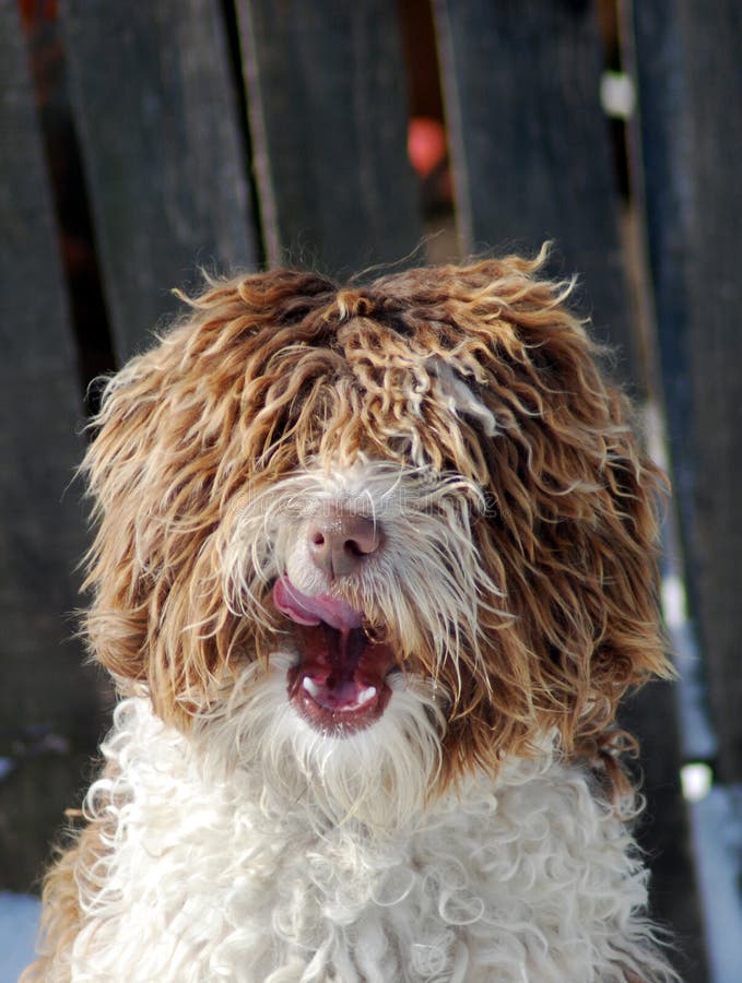 Langhaariger Hund stockfoto. Bild von haustier, gelb 12845996