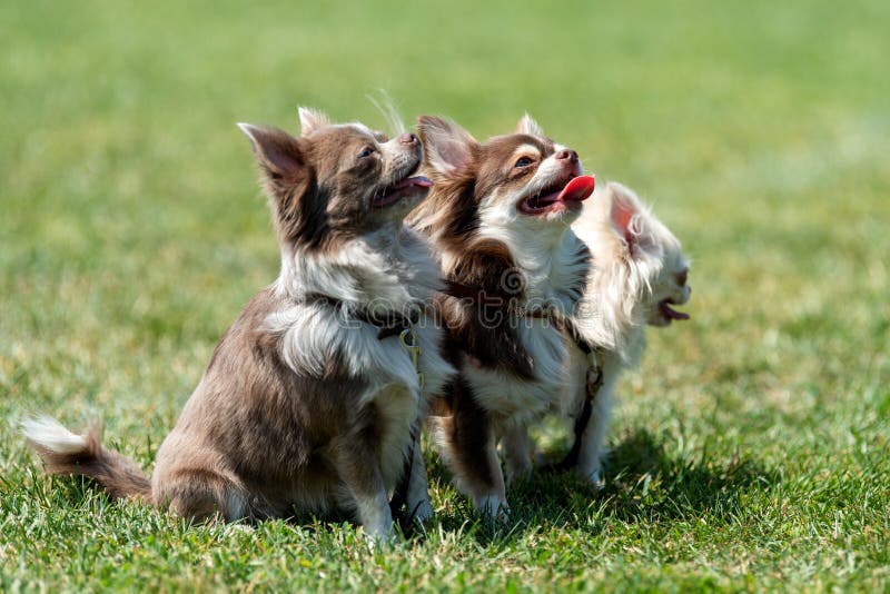 Langhaariger Hund Der Chihuahua Zwei Stockbild Bild von hunde