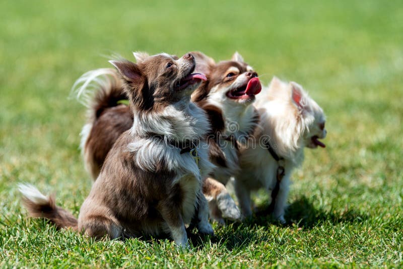 Langhaariger Hund Der Chihuahua Zwei Stockbild Bild von hunde