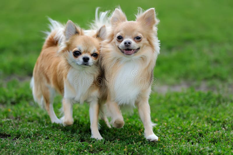 Langhaariger Hund Der Chihuahua Zwei Stockbild Bild von hunde