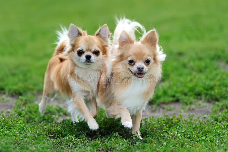 Langhaariger Hund Der Chihuahua Zwei Stockbild Bild von hunde