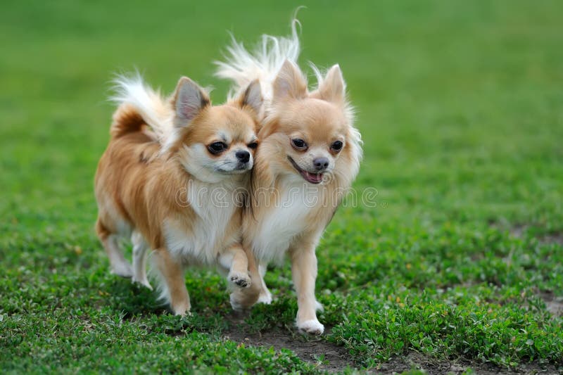 Langhaariger Hund Der Chihuahua Zwei Stockbild Bild von hunde