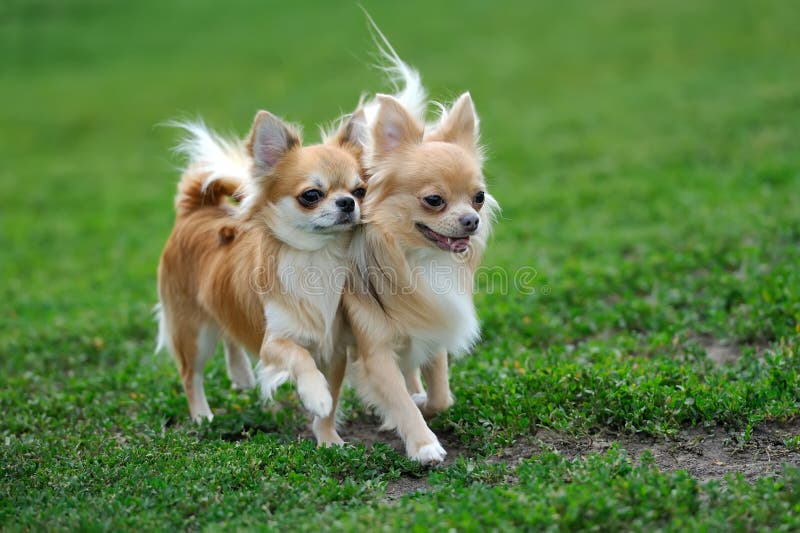 Langhaariger Hund Der Chihuahua Zwei Stockbild Bild von hunde