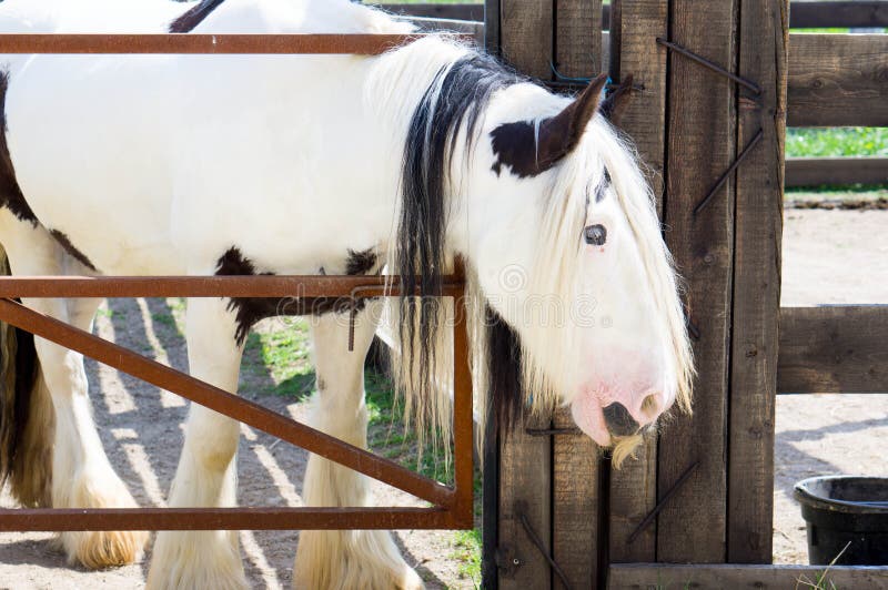 Langhaariges Zigeunerpferd mit einem mousctache lizenzfreies stockbild Langhaariges Zigeunerpferd mit einem mousctache lizenzfreies stockbild