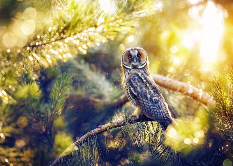 Long eared owl sitting on the branch in the forest at sunlight in Kazakhstan. Long eared owl sitting on the branch in the forest at sunlight in Kazakhstan