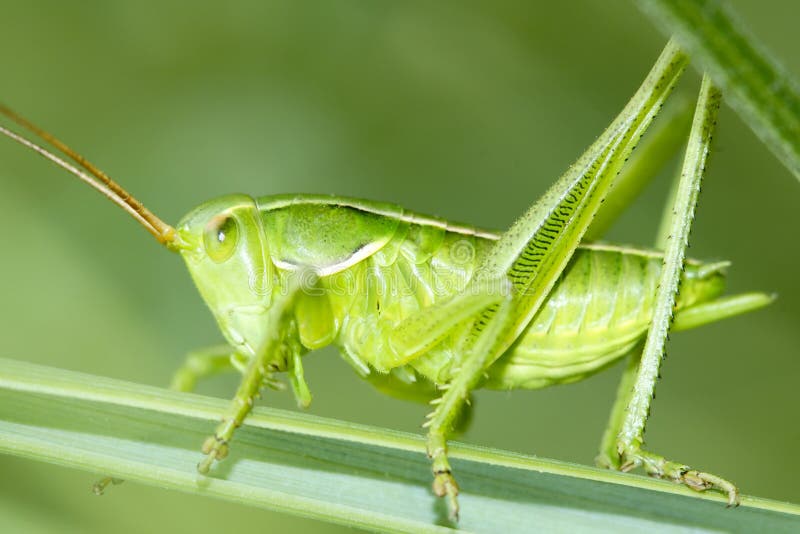 Langosta foto de archivo. Imagen de macro, insecto, verde 15012452