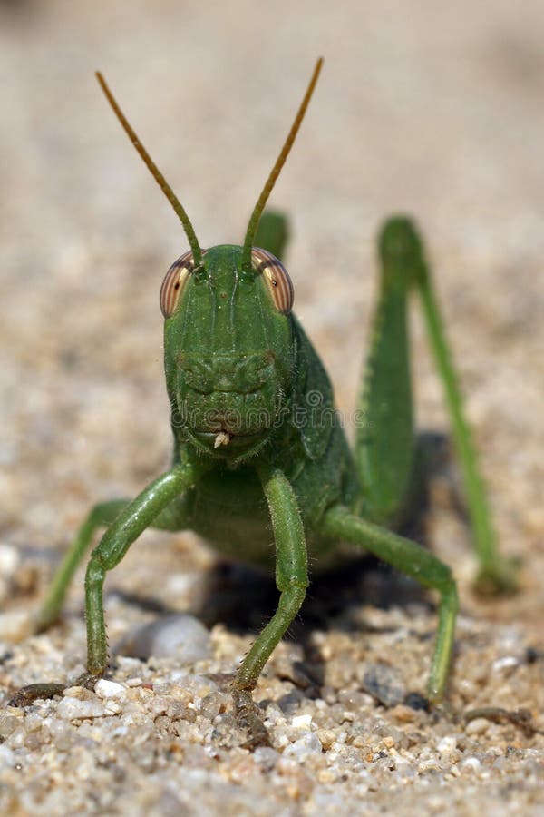 Langosta verde del grasshoper en la arena foto de archivo Langosta verde del grasshoper en la arena foto de archivo