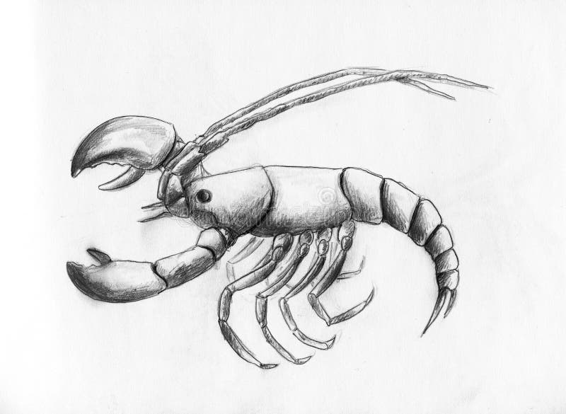  Langoustine  Dessin  Au Crayon Illustration Stock 