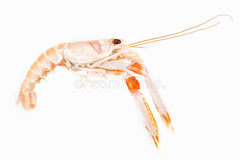 Langoustine aka Dublin Bay Prawn or Norway Lobster prepared seafood. Raw food. Langoustine aka Dublin Bay Prawn or Norway Lobster prepared seafood. Raw food.