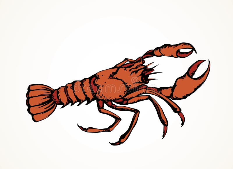 De Dessin Langoustine  Rouge Stock Illustrations Vecteurs 