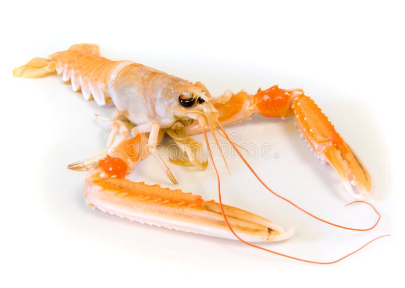 Langoustine or scampi