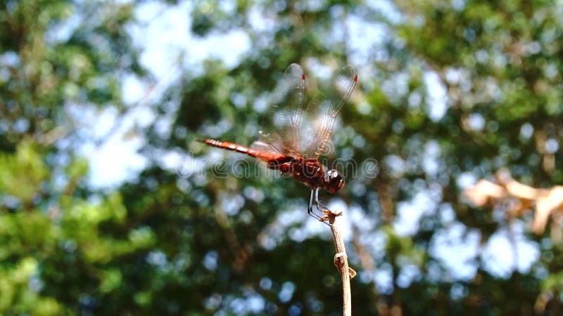 Langsame Bewegung der schönen Libellen Landung auf dem Zweig im Regenwald